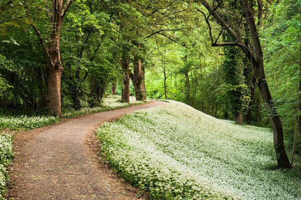 Foresta verde e la sua bellezza nei nostri occhi