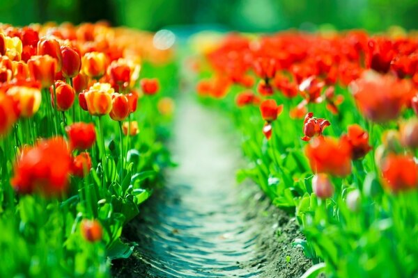 Ein Feld von wunderschön wachsenden Blumen