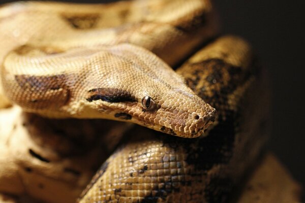 Fond d écran sombre avec image de serpent