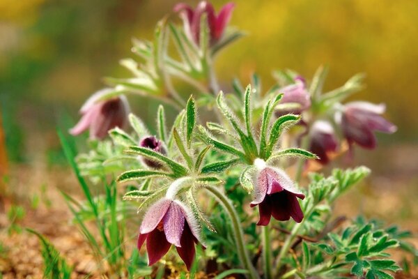 Fleurs rouges avec des feuilles vertes