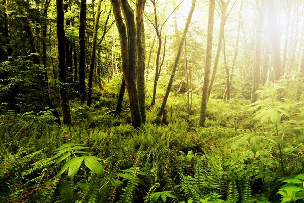 Forest trees nature bright sunny day