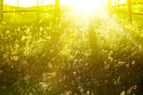 Luce del sole sul campo estivo