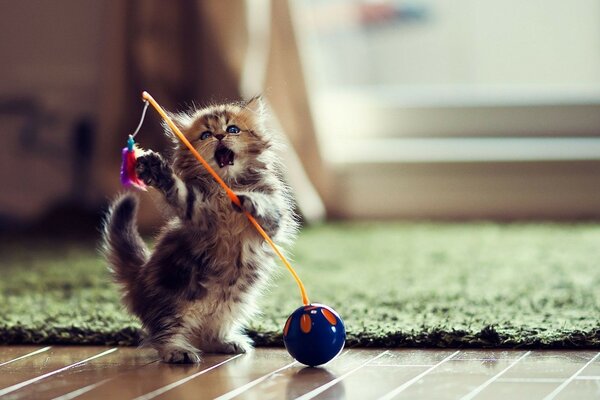 A kitten is playing a toy indoors