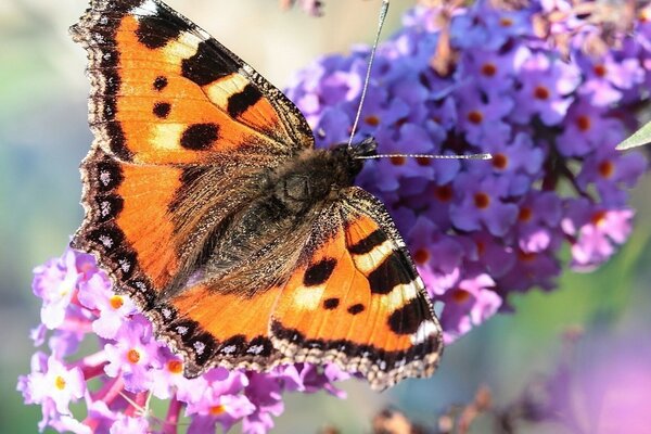 Hermosa mariposa en el pincel de color lila