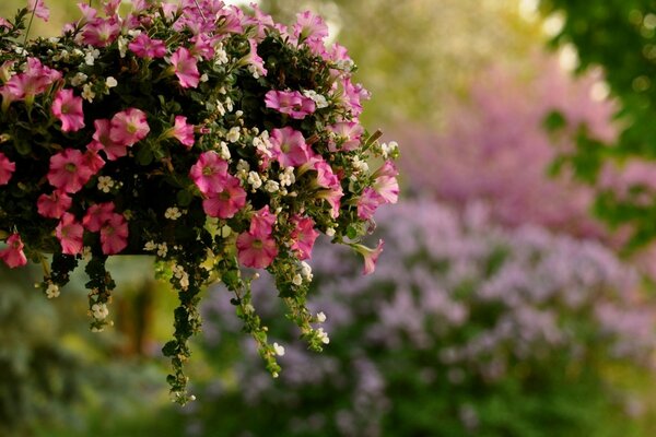 Blooming garden, pink flowers in a pot and in a flower bed