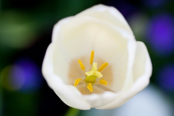 Makrofotografie. Die Natur. Weiße Blume. Flora