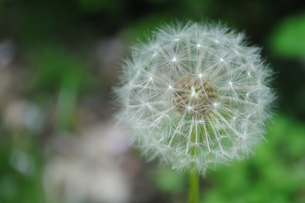 Fluffy dandelion on a blurry background