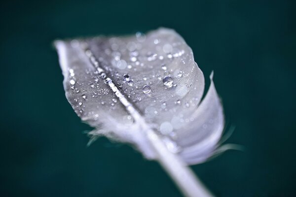 Plume d oiseau en apesanteur sous la pluie