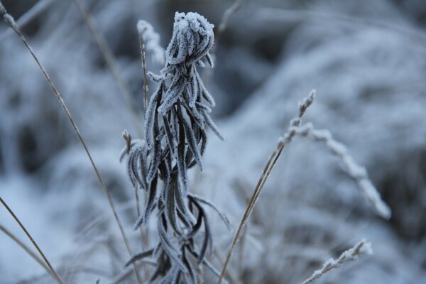 Rosemary in the middle of a winter forest