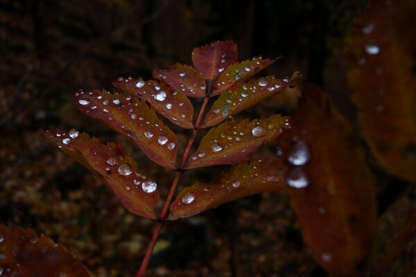 Wet rust colored leaves