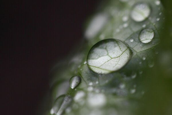 Gotas de agua aumentadas en la planta