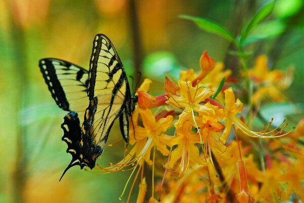 Butterfly on a flower macro photography