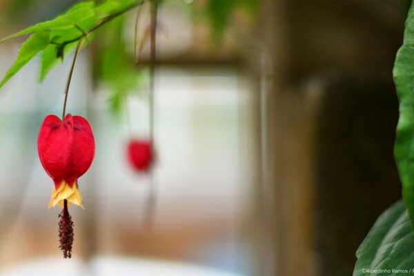 Macro photography red blurred background