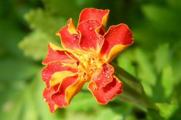 Macro clavel rojo sobre fondo borroso