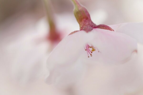 Macro photography. A white flower. Softness