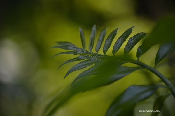 Macro de una hoja sobre un fondo borroso