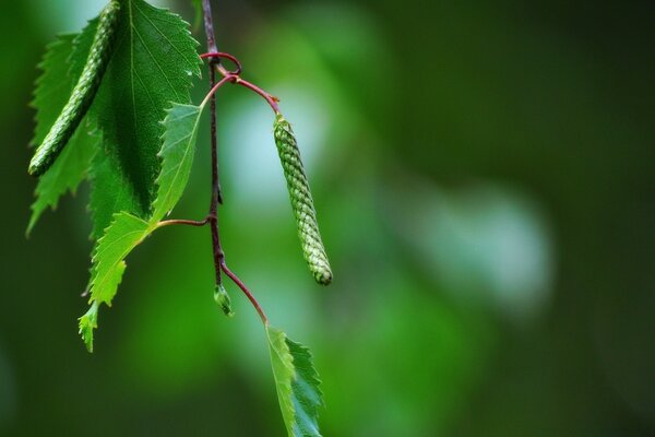 Macro d une branche avec des feuilles vertes