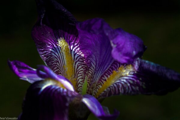 Purple flower with yellow flecks on a black background