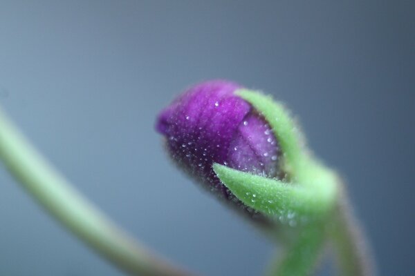 Macro brote de flor púrpura