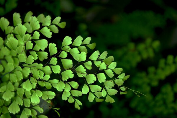 The leaves of the trees are bright green