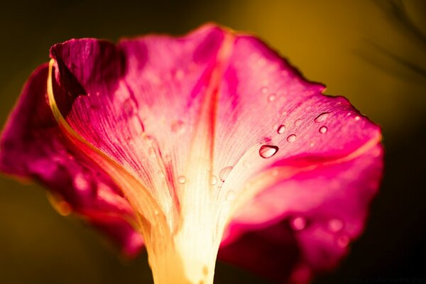 Petunia in the dew summer macro photography