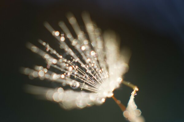 Makrofotografie. Feuerwerk. Unschärfe. Die Schönheit