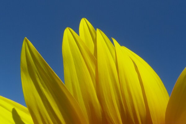 Macro photography of a yellow tulip in summer