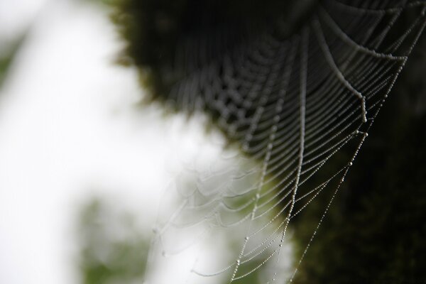 La araña se escondió a la espera de la presa