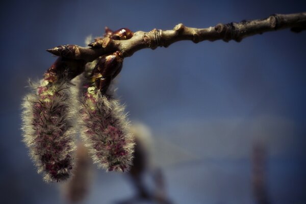 Macrophotographie. Saule. Branche. Nature