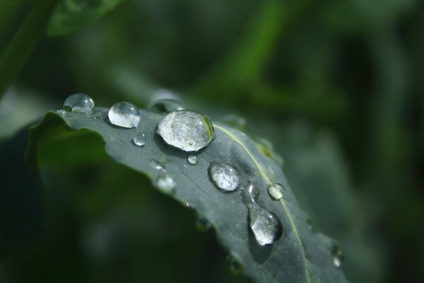 Macro photography. Dew. Drops falling from the grass