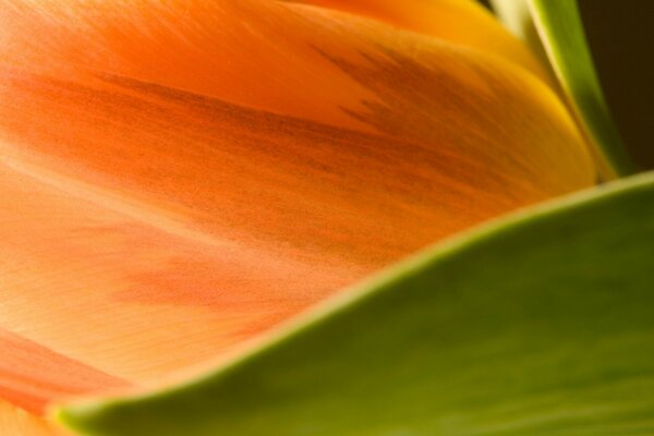 Macro photography orange tulip flower