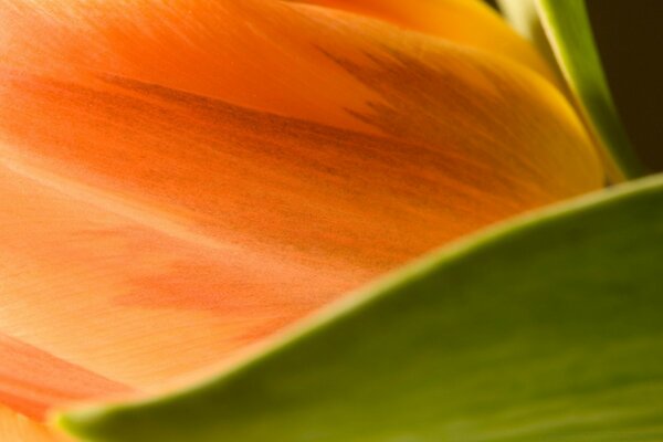 Fotografia macro flor de tulipa laranja