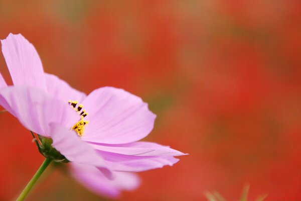 Fotografía macro de la Flor en la naturaleza