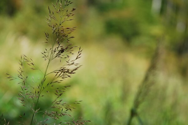 Photographie macro de la nature jour d été