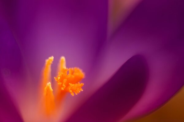 Purple flower in macro photography with blurring