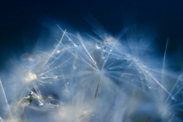 Macro photography of the Nature festival