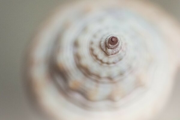 Blurred shell in close-up macro photography for the desktop