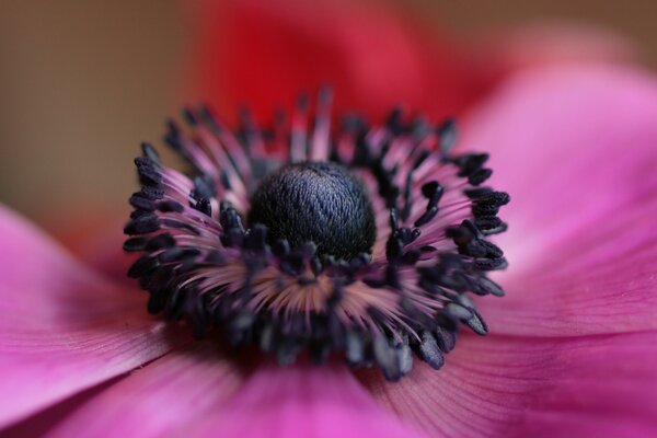 The beauty of a flower close-up