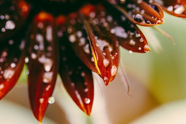 Fleur lumineuse closeup en macro