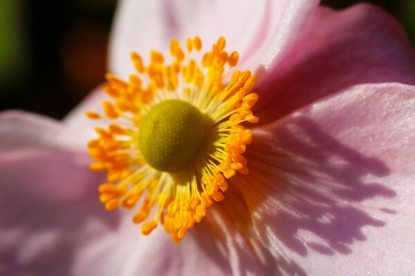 Beautiful Nature manifests itself in a flower