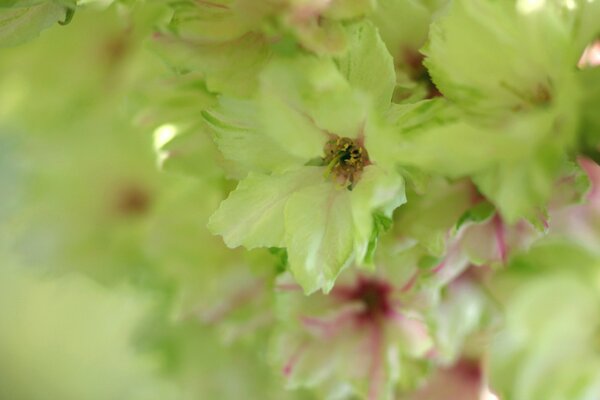 Macrofotografía. Naturaleza. Las flores son verdes