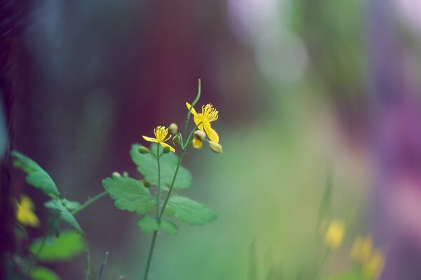 Yellow flower in nature in macro photography