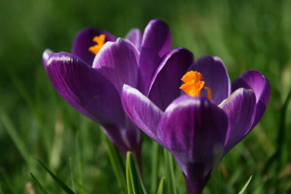 A beautiful flower in the grass