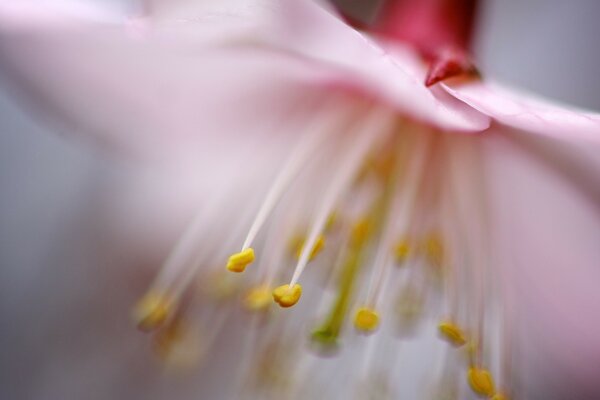 Makrofotografie. Die Blume. Staubblätter und Stößel. Unschärfe