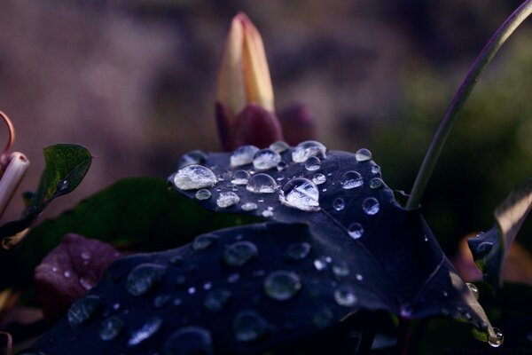 Wet dark macro leaves