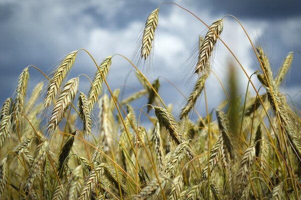 Makroaufnahme von Weizenähren im Feld