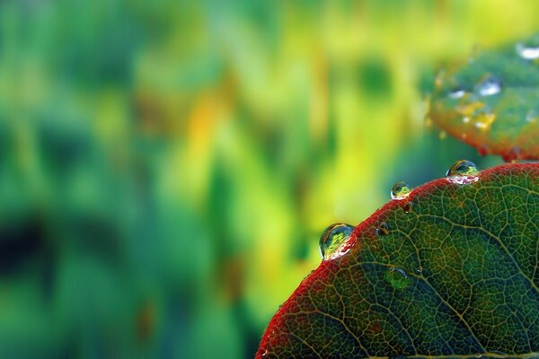 Macro photography of dew drops on a leaf