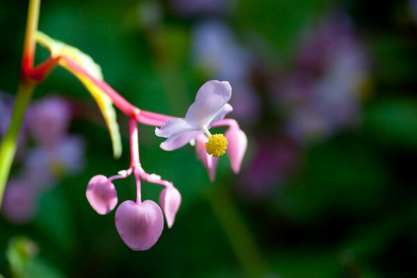 The flower of the wild in macro photography