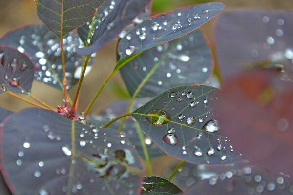 Fotografía macro del follaje después de la lluvia