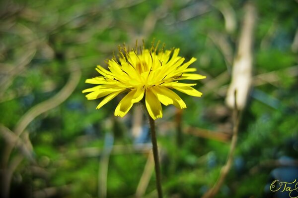 L estate ha molti colori, come il giallo